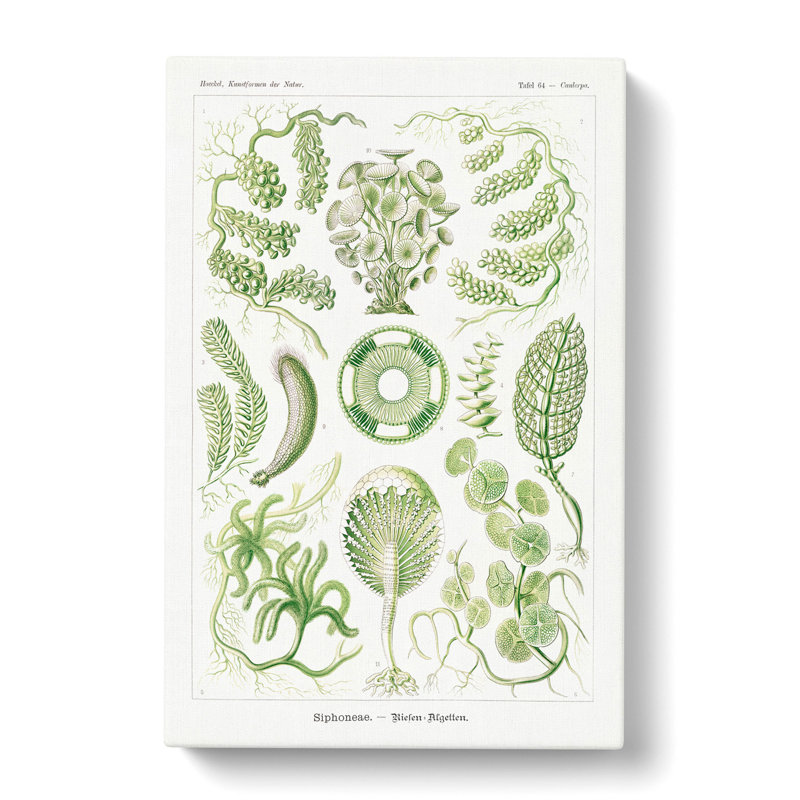 Siphoneae Algae by Ernst Haeckel - Wrapped Canvas Print, 50cm H x 35cm W x 3cm D