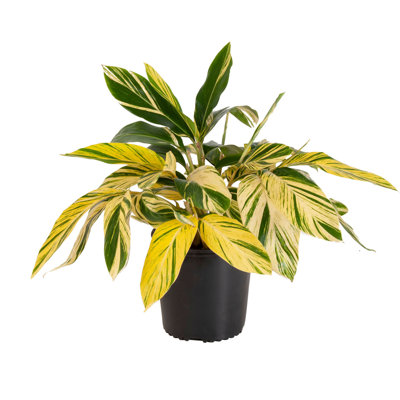 United Nursery Live Foliage Plant in Nursery Pot