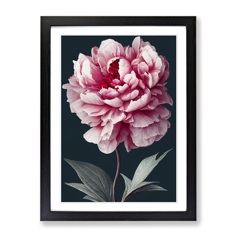 Peony Flower Portrait - Single Picture Frame Print, Black, 46cm H x 34cm W x 2cm D