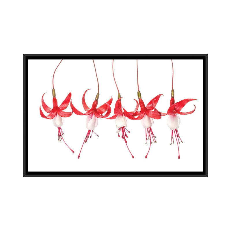 Fuchsia by Mandy Disher - Floater Frame Print on Canvas, 101.6 cm H x 66.04 cm W, Black