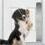 Accessoire de porte pour animal de compagnie Acrion-83263576-83263572