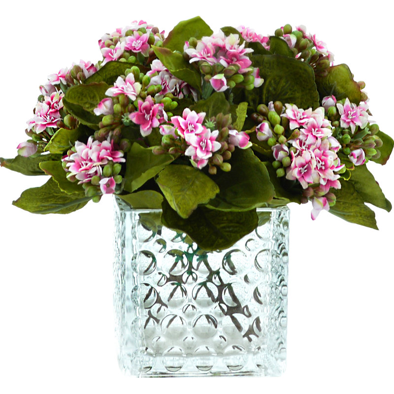 Variegated Pink/White Kalanchoe Arrangement