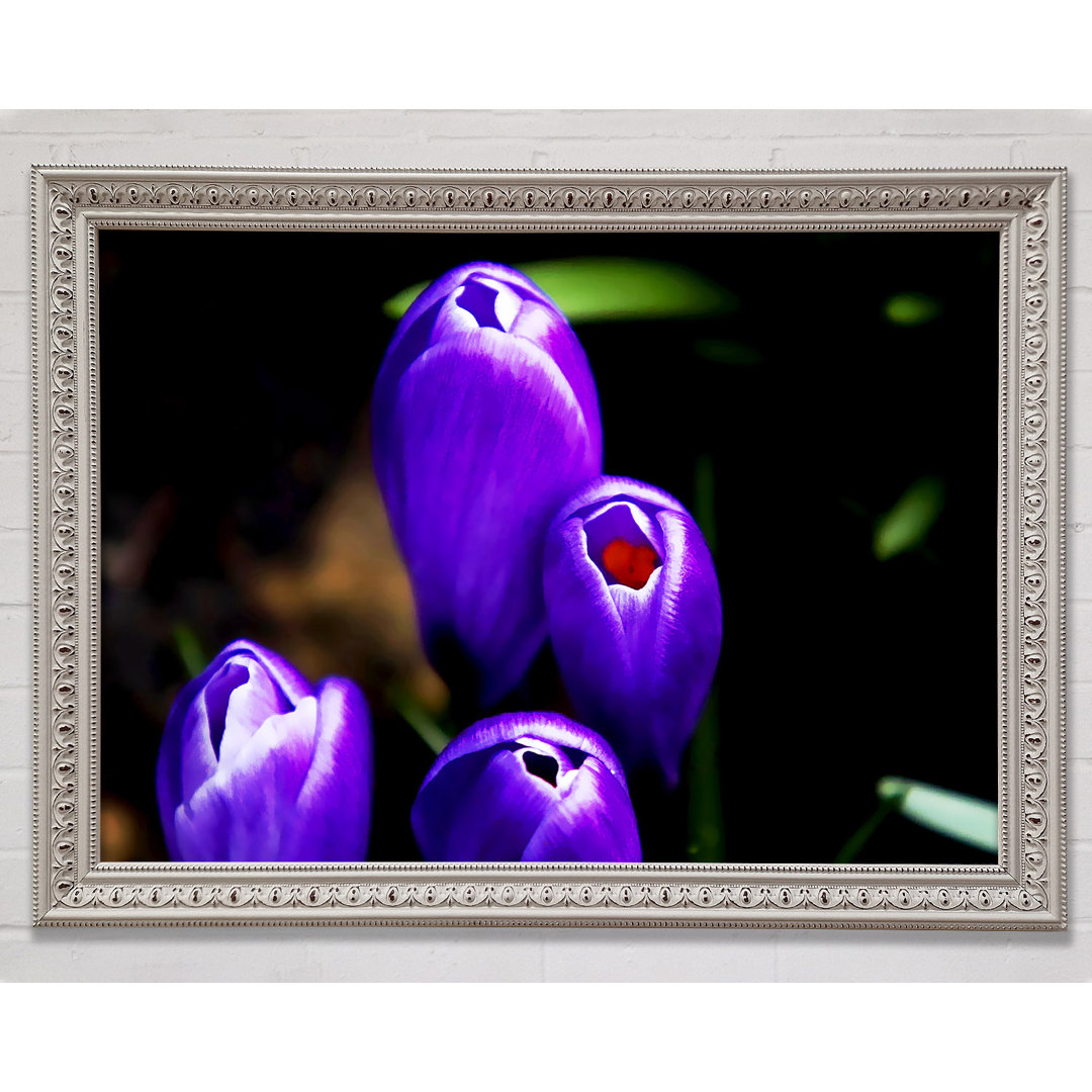 Purple Crocus Delight - Einzelner Bilderrahmen Druck