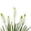 Lilas-86731881