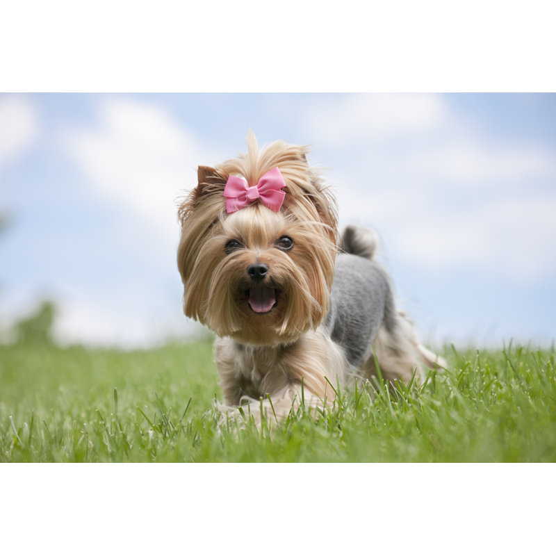Yorkshire Terrier Dog Running In The Grass by Liliboas - No Frame Print on Canvas, 81cm H x 122cm W