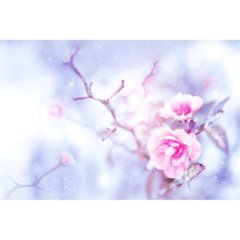 Flavious Roses roses dans la neige, H 24 po x l 36 po