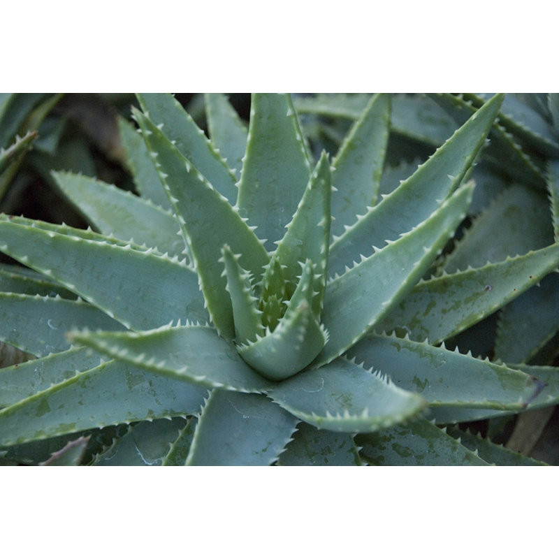 Spiky Aloe Vera - Wrapped Canvas Print, 30cm H x 46cm W x 3.8cm D