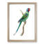 Long-Tailed Parakeet by George Shaw - Framed Print-55617377-55617381