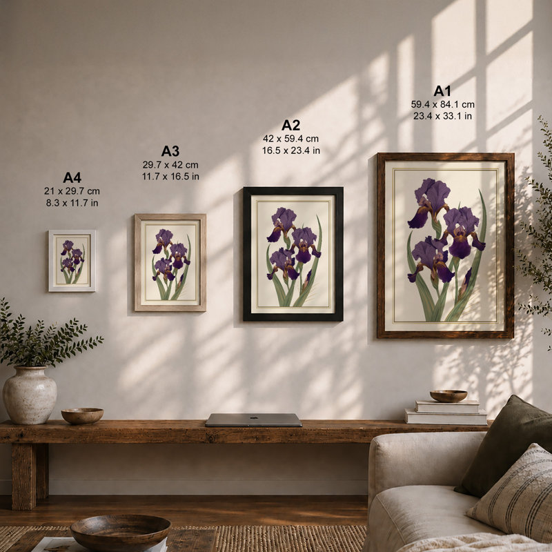 Purple Irises Study Botanical - Framed Print, Walnut, A3 - 42.0 x 29.7 cm