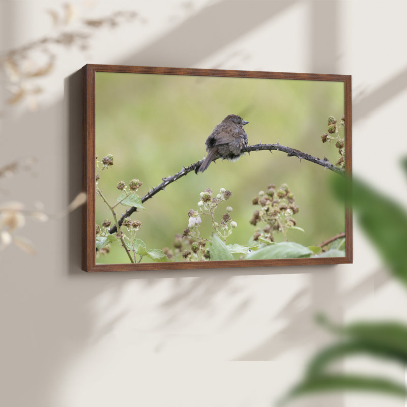 Resting Sparrow -Framed Print - Restickable, H 11 po x l 14 po, Noyer