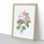 Tomentose Rose in Pink by Pierre-Joseph Redoute - Picture Frame Painting Print-55611725-55611735