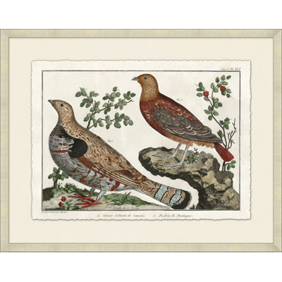 Martinet's Pheasants 2 Print