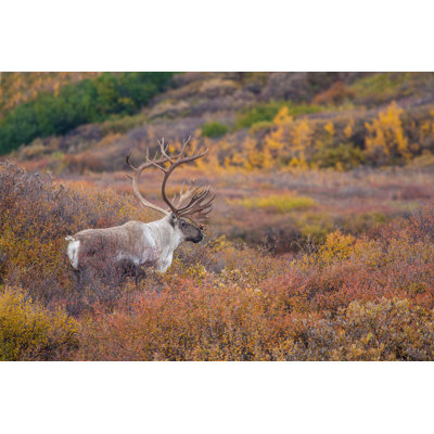 " Alaska Caribou " by Rogertrentham