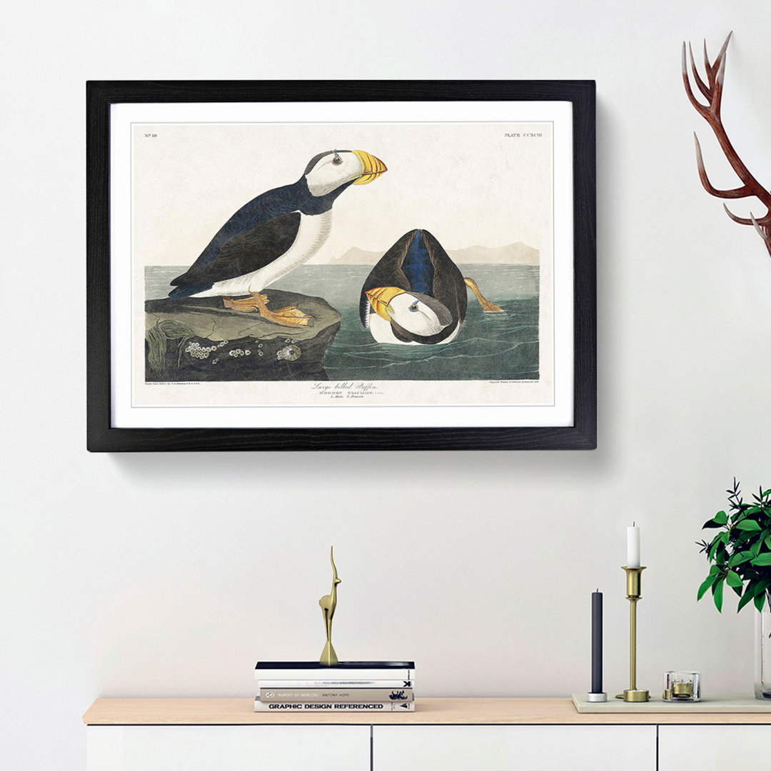 Atlantic Puffins by John Audubon - Framed Print