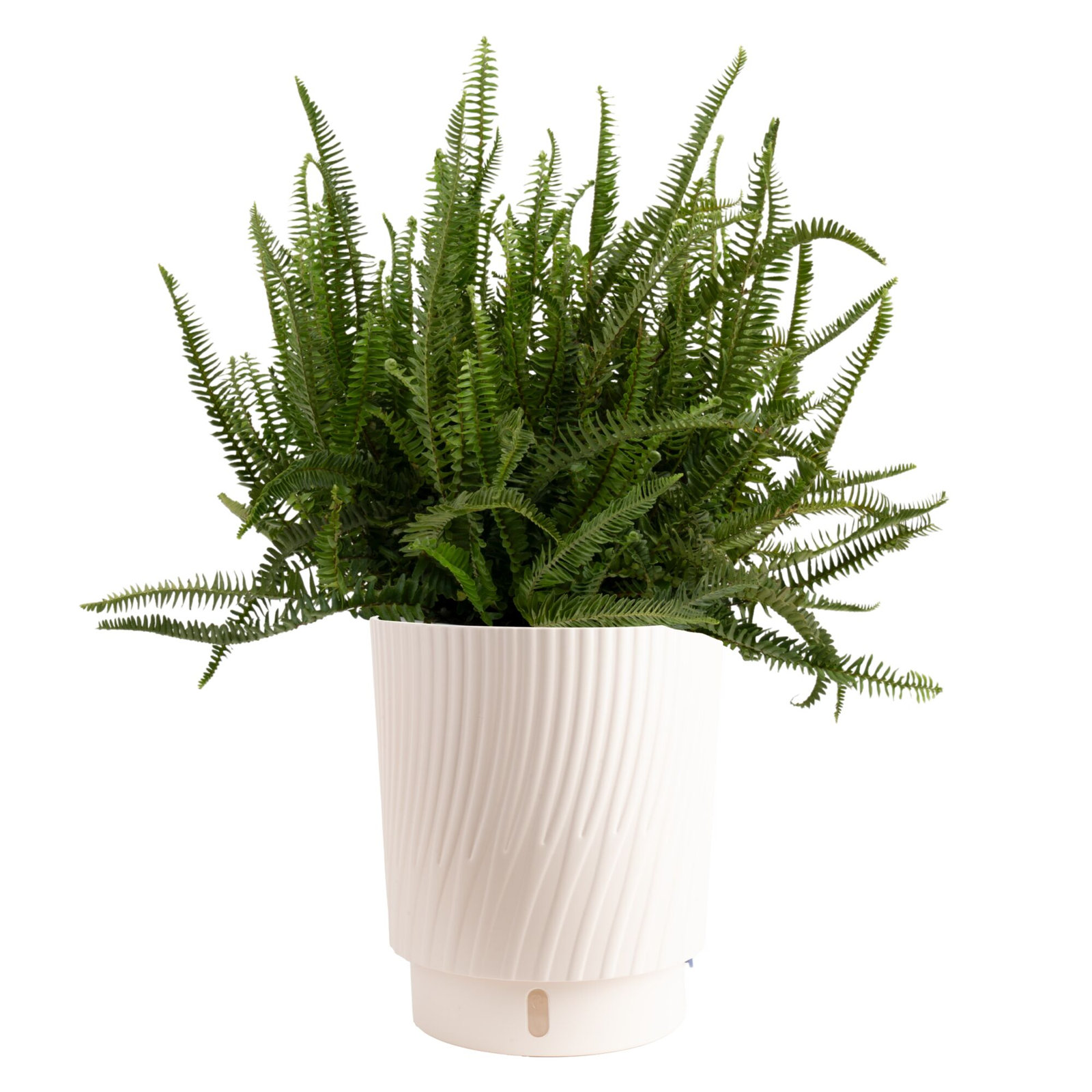 Costa Farms Kimberly Queen Fern Plant