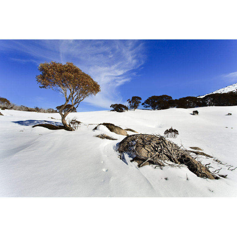 " Snow Gum Tree Roots ", 8" H x 12" W  