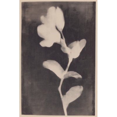 Fadedbloom Print