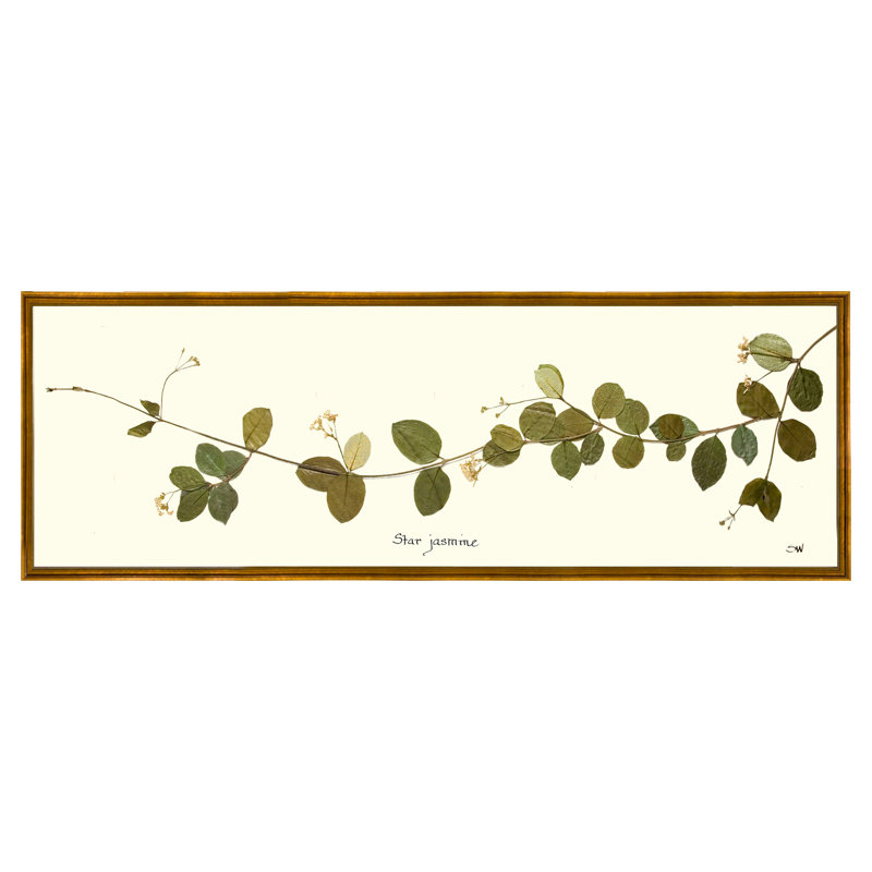 Star Jasmine Vine Print by Sandy Whitaker, 14.25" H x 41" W, Antique Gold