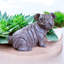 Dog Year Round Use Polyresin Garden Statue