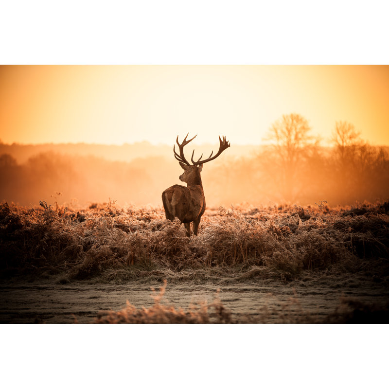 Red Deer In Morning Sun. by Arturasker - Wrapped Canvas Print, 12"H x 18"W