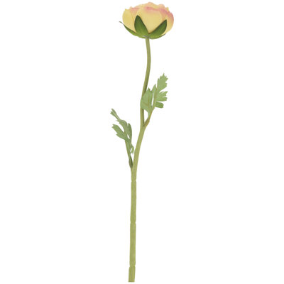 Ranunculus - 19.5 Inches Box of 12