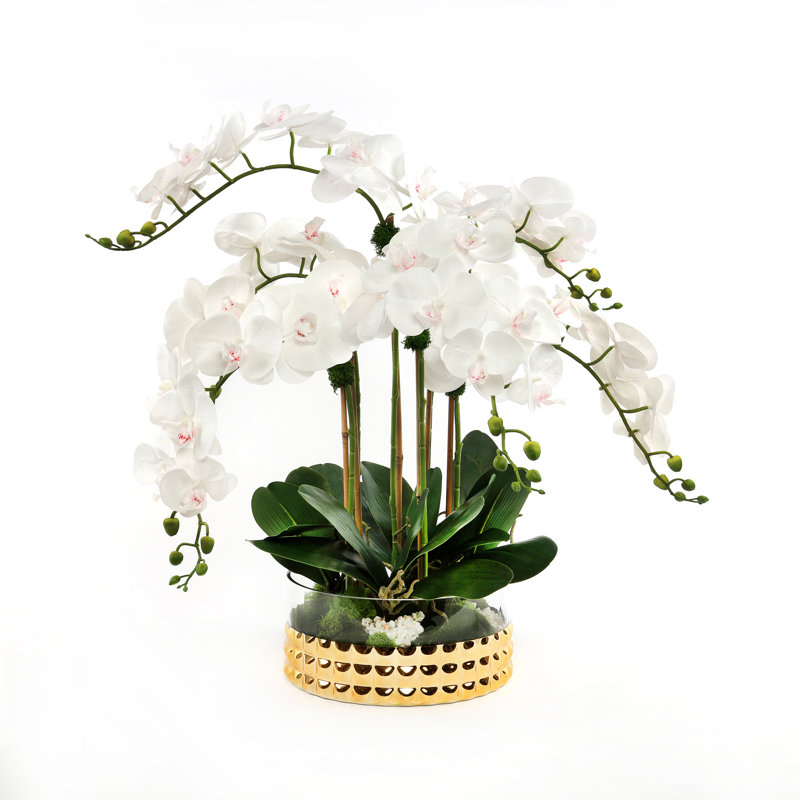 Orchid in Pot