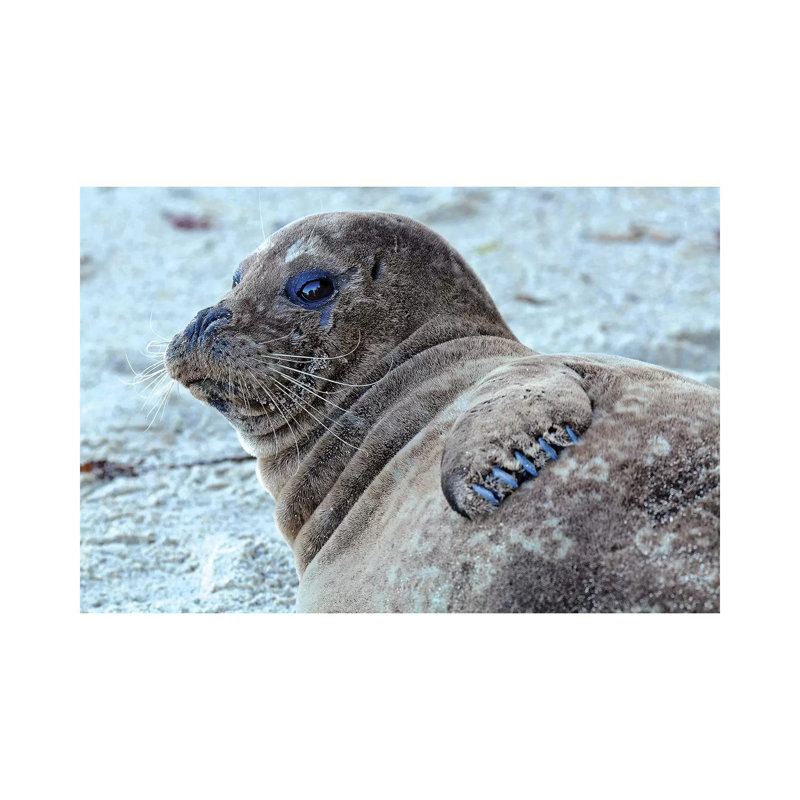 Seal Pup by Brian Wolf - Wrapped Canvas Print, 45.72cm H x 66.04cm W x 1.91cm D
