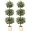152cm Plant