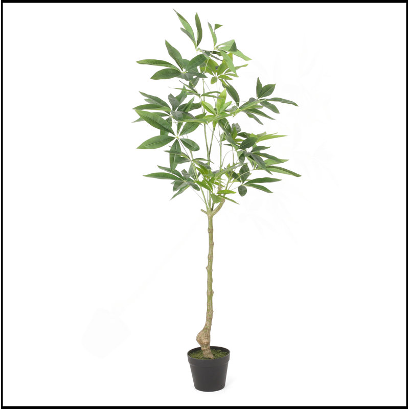 120CHA PACHIRA Macrocarpa artificiel, H 47,2 po x l 23,6 po x P 19,7 po