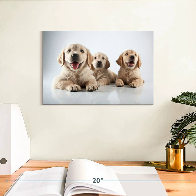 Brampt Golden Retriever de Brampt, H 8 po x l 12 po