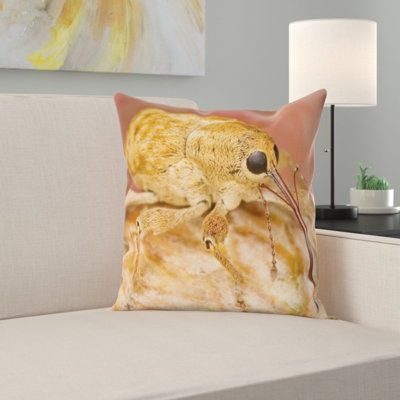 Coussin filbert weevil