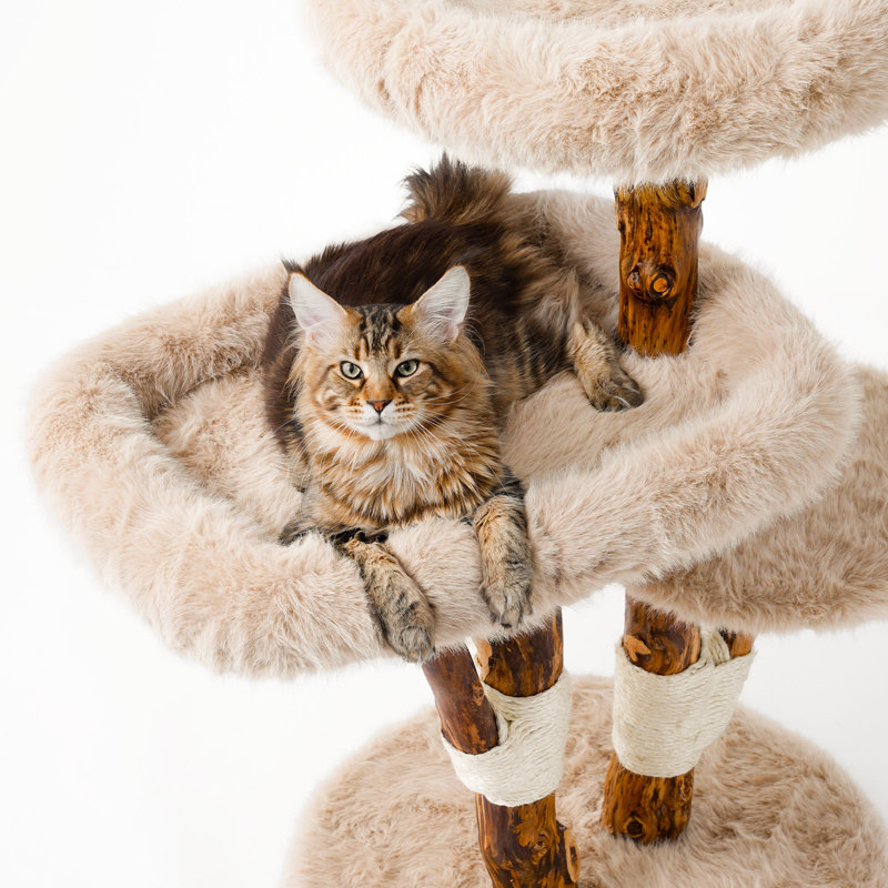 Arbre à chat en bois massif pour grands chats