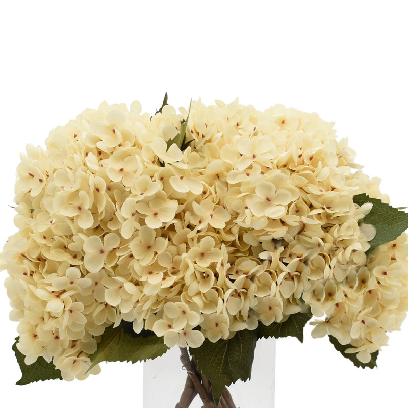 Arrangement floral d'hortensia, Crème