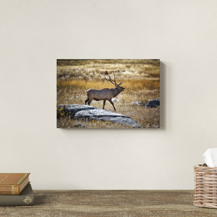 Whitetail Deer In Winter On Wood by Sam Timm Print