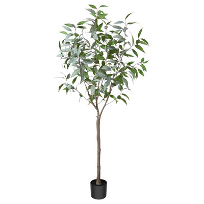 Adcock Eucalyptus Tree in Planter