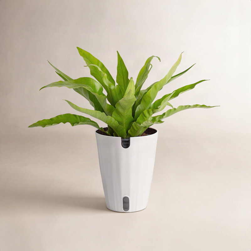 Plant in Planter