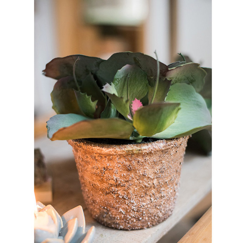 Plante succulent en pot gigantea, H 9,1 po x l 9,1 po x P 5,9 po