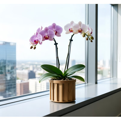 5 po H 6 po W Pot à fleurs rond en aluminium