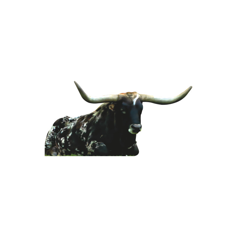 SP13393 Vache Texas Longhorn