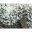 Tapis vert clair / beige Annetta Rabat-298107732