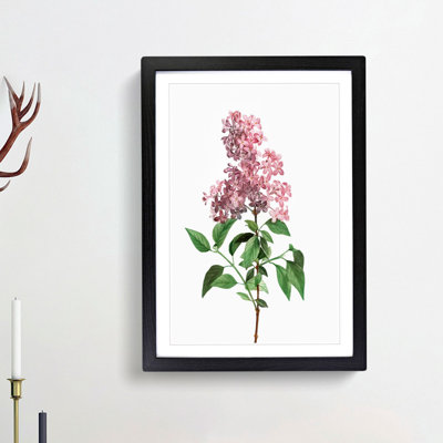 Chinese Lilac Flowers by Pierre-Joseph Redoute - Framed Print