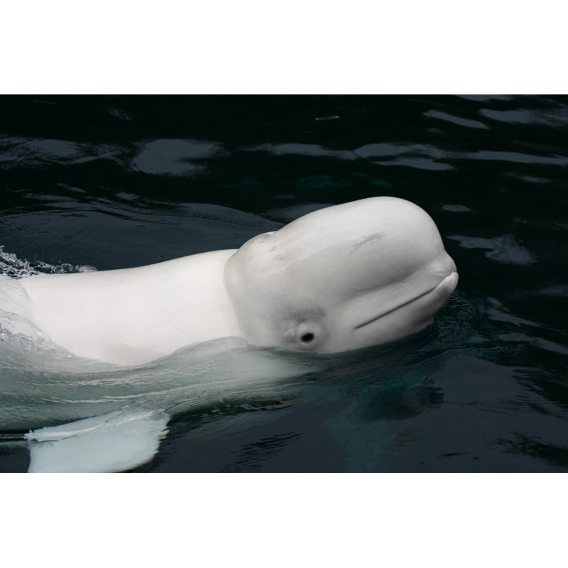 Baleine béluga - Photographie sur toile tendue, L 12 po x H 8 po
