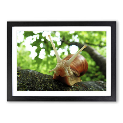 Snail Framed Photographic - Framed Print