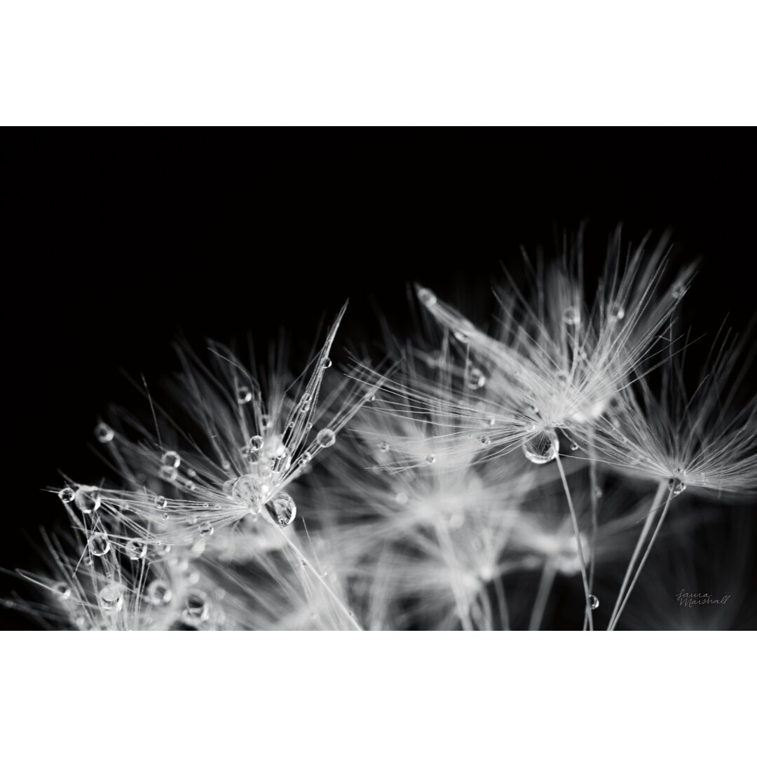 Leinwandbild Dandelion Dewdrops II von Laura Marshall