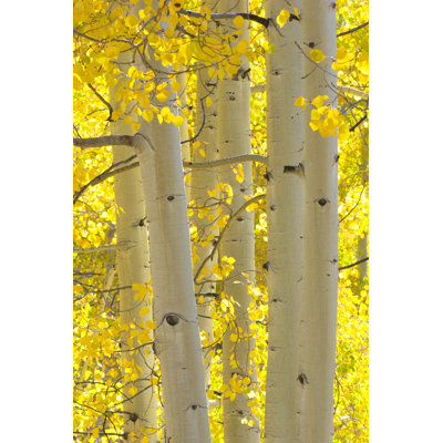 Autumn Aspen Trees - Wrapped Canvas Print