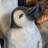 Baby Penguin Statue