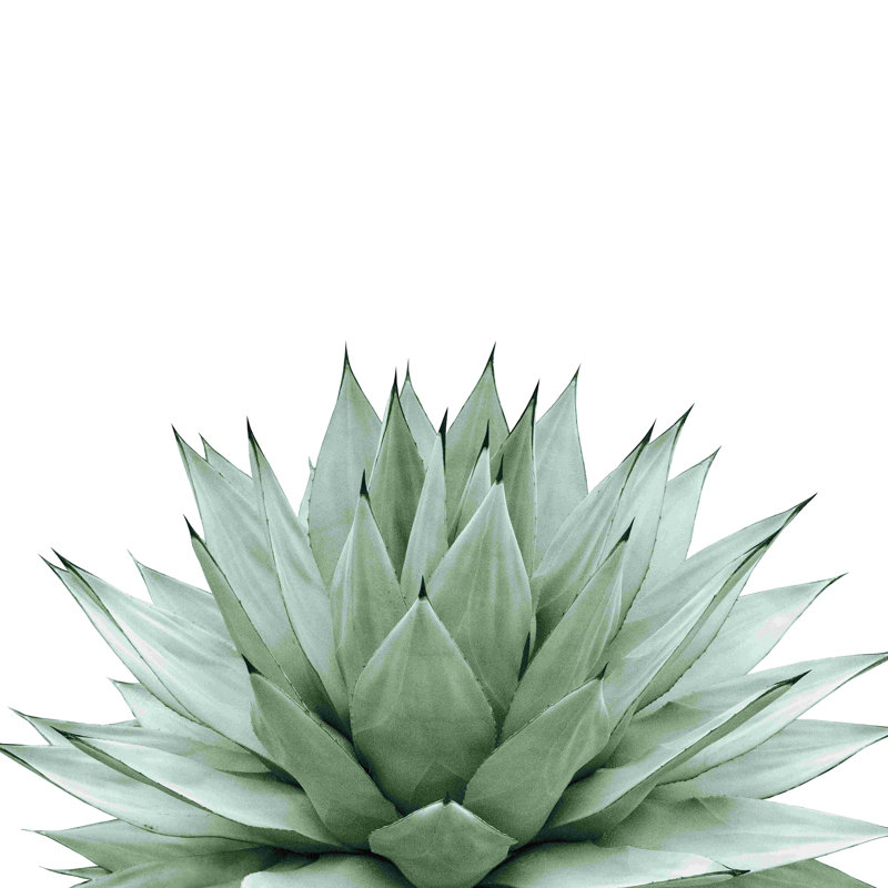 «Agave Green Summer Vibes», impression sur toile tendue, L 30 po x H 30 po