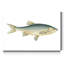 Petit poisson antique IV - reproduction sur toile-171560650
