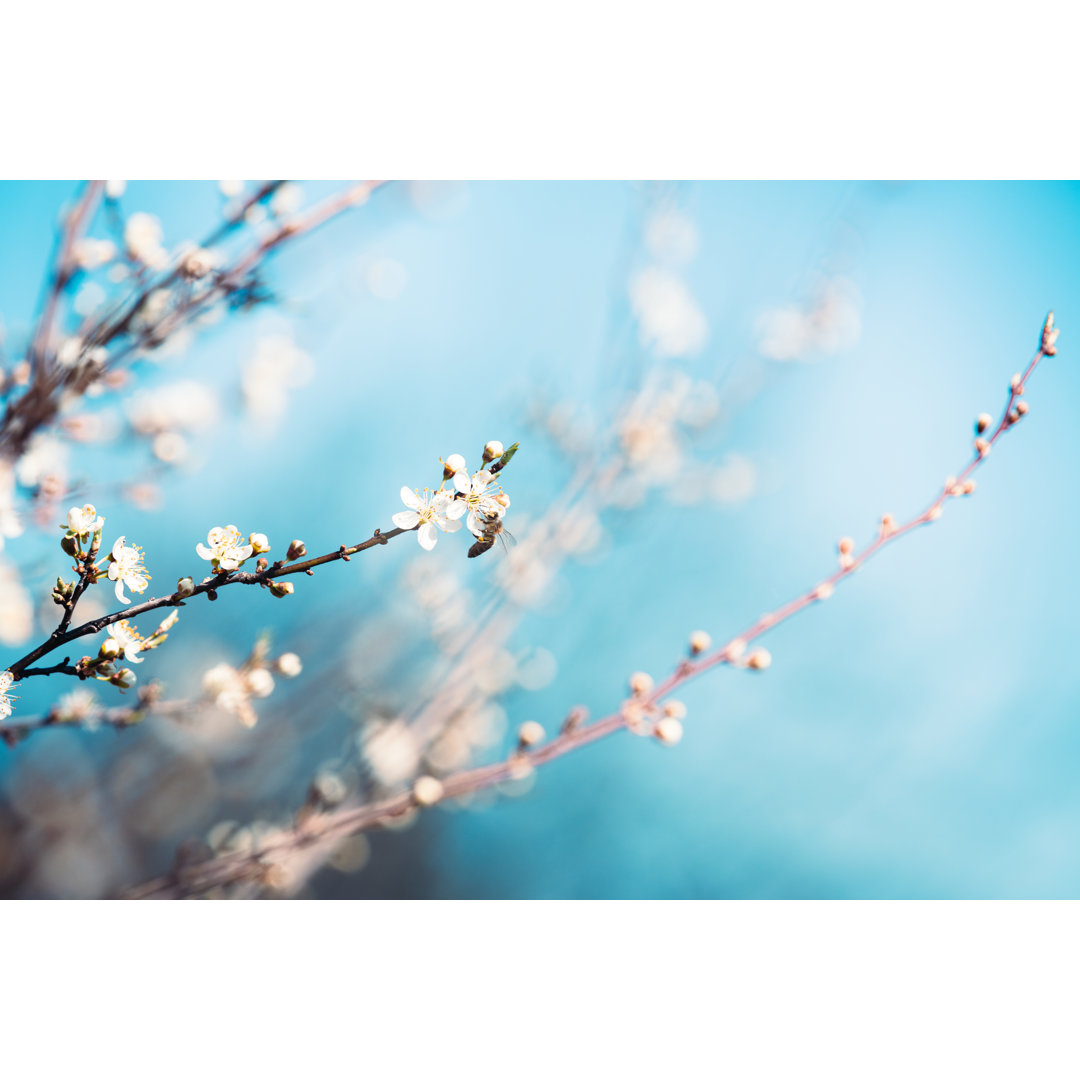 Weiße Frühlingsblüten von Borchee - Kunstdrucke auf Leinwand ohne Rahmen