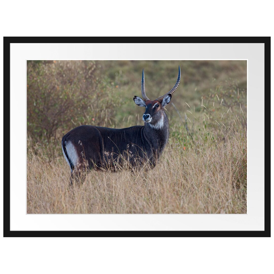 Gerahmtes Poster Ausgewachsene Dorkasgazelle